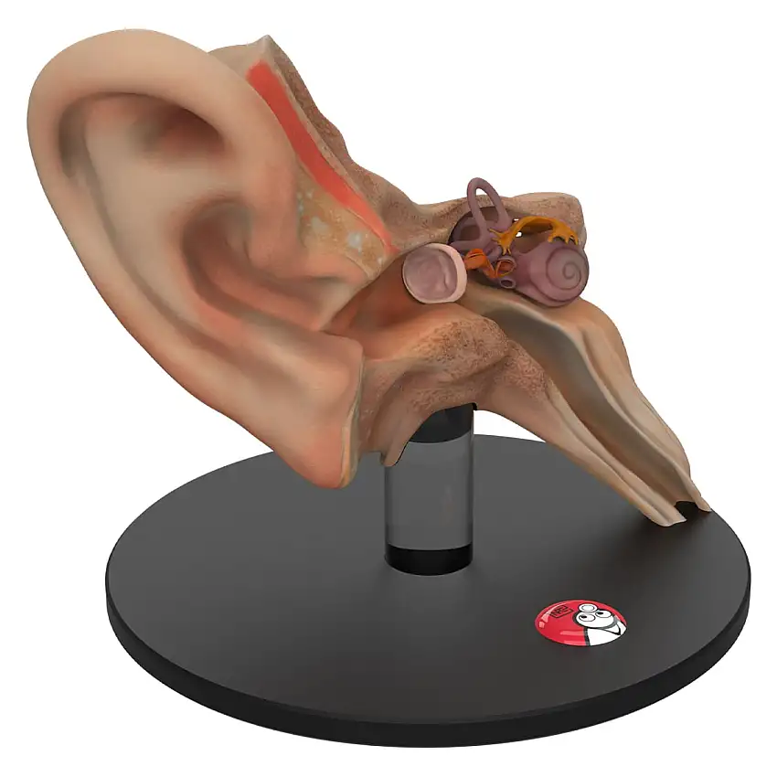 DocCheck Tools Modèle d'oreille anatomique « Auris »