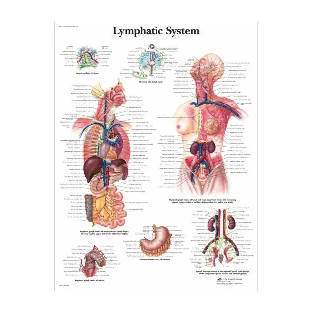 Affiche 3B Système lymphatique