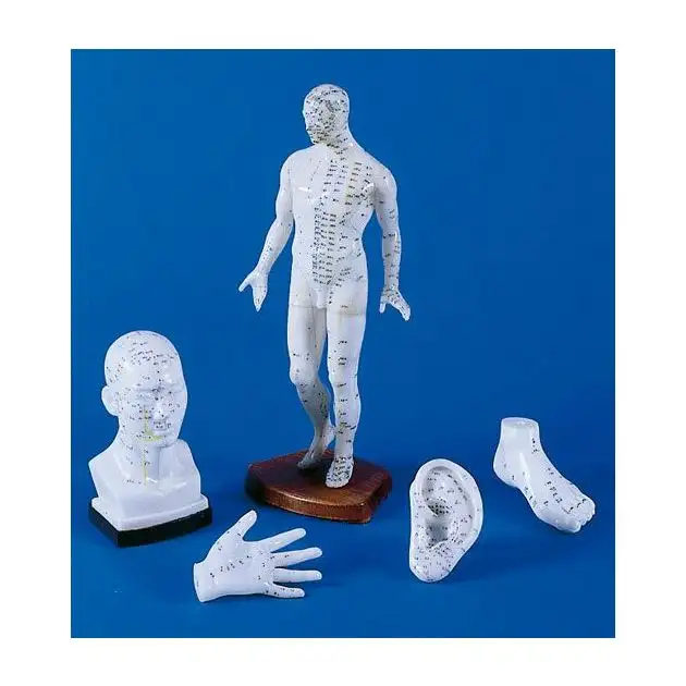 Set de modèles d'acupuncture chinois, 5 modèles