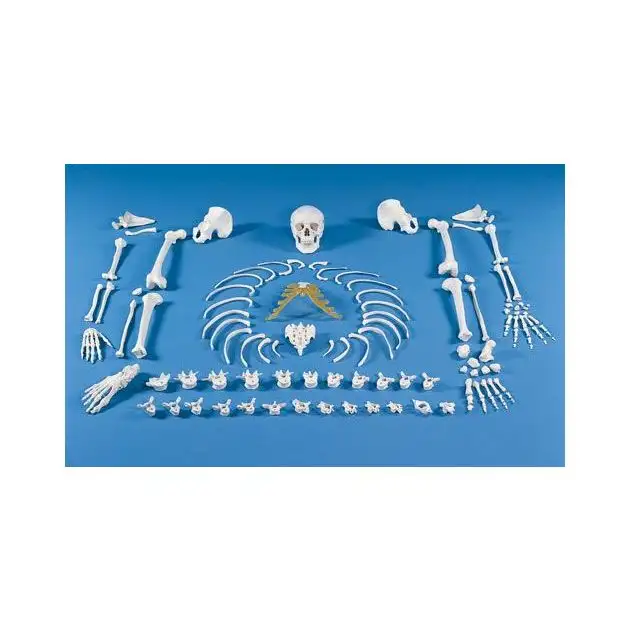 Squelette, démonté (ensemble d'os)