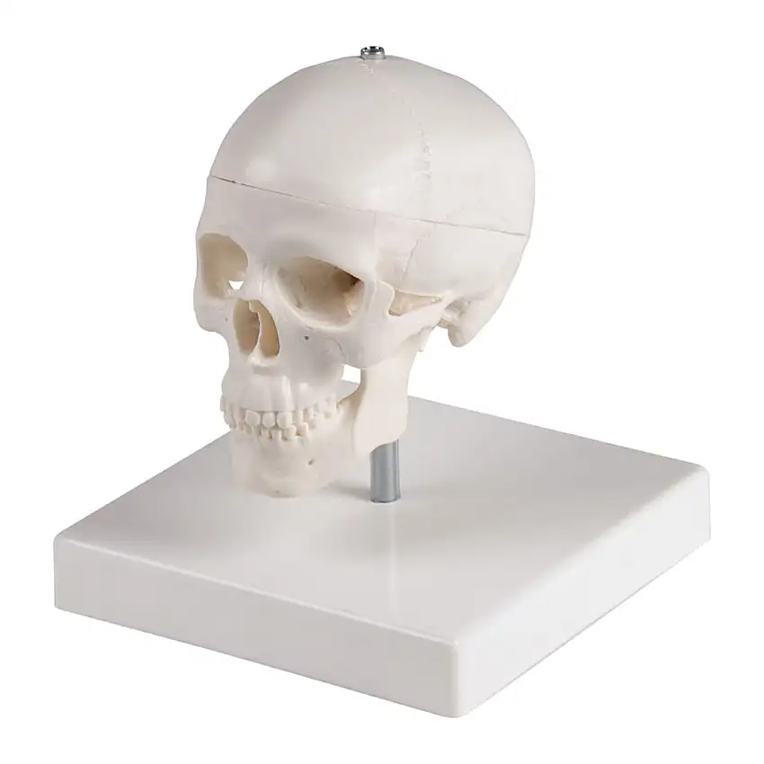 Erler-Zimmer Crâne miniature avec trépied
