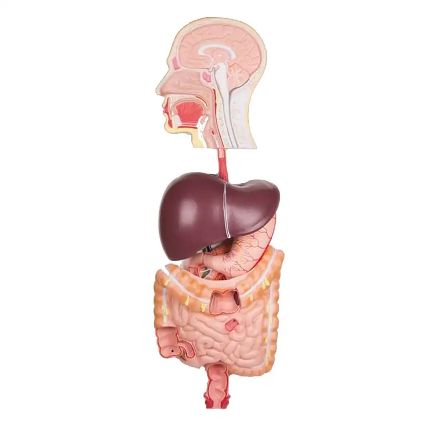 Erler-Zimmer Système digestif humain