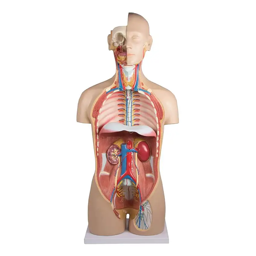 Erler-Zimmer Modèle de torse avec dos ouvert