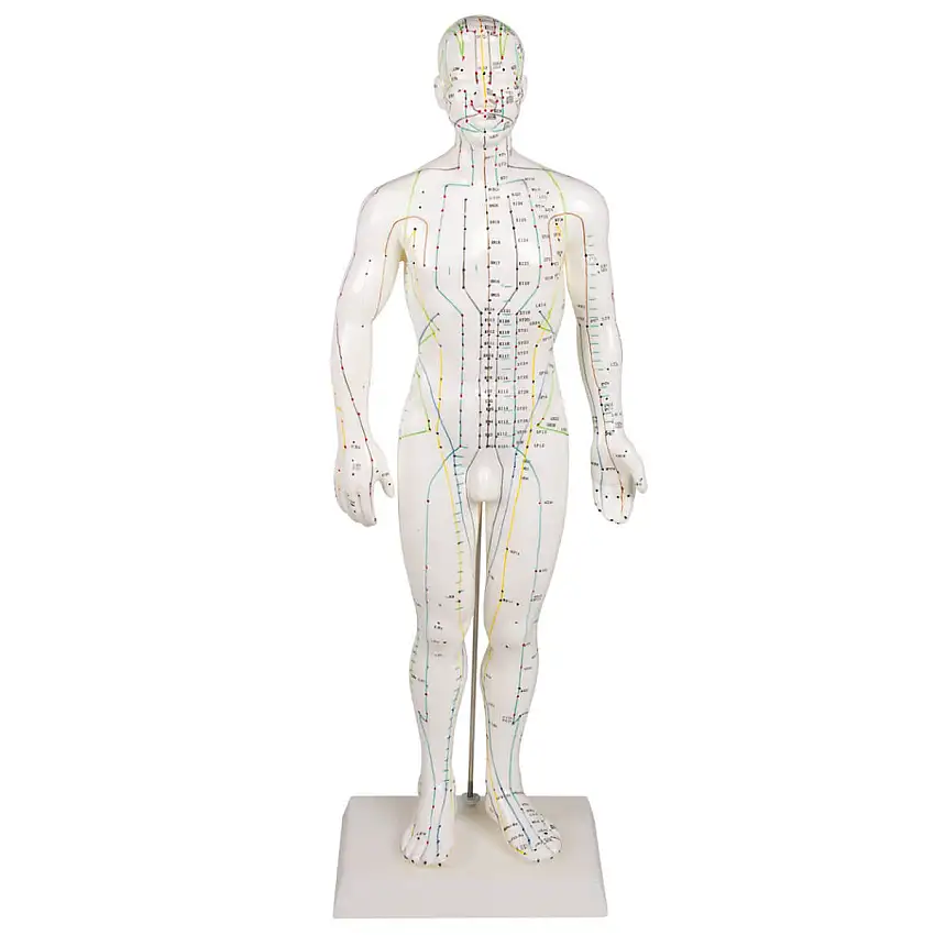 Erler-Zimmer Figure d'acupuncture Masculin