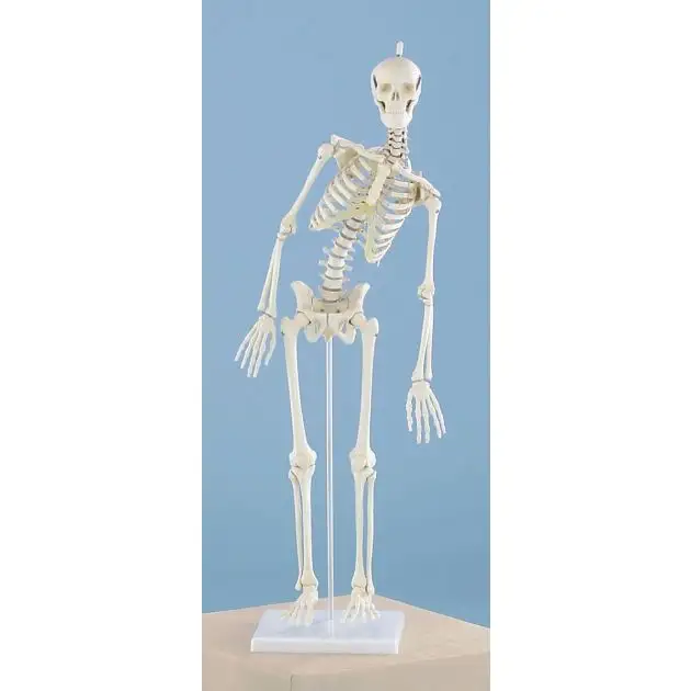 Squelette miniature Paul avec colonne vertébrale mobile