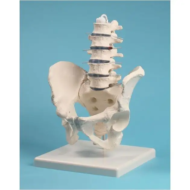 Vertèbres lombaires avec bassin