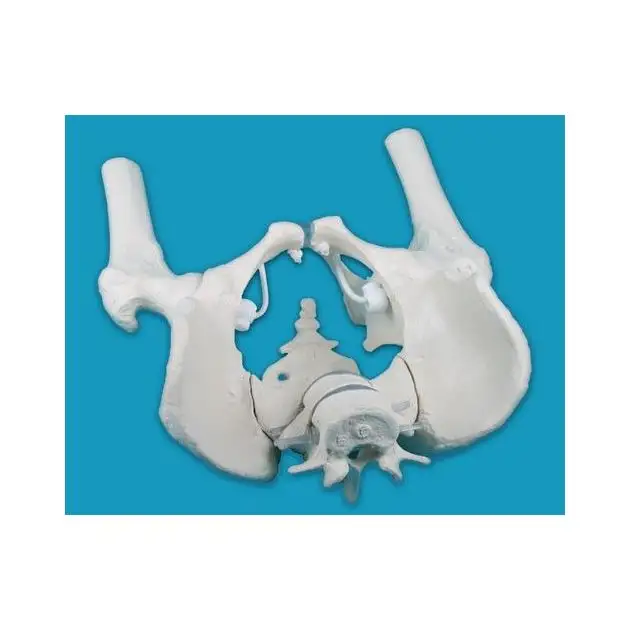 Bassin d'homme avec sacrum, 2 vertèbres lombaires et cuisse