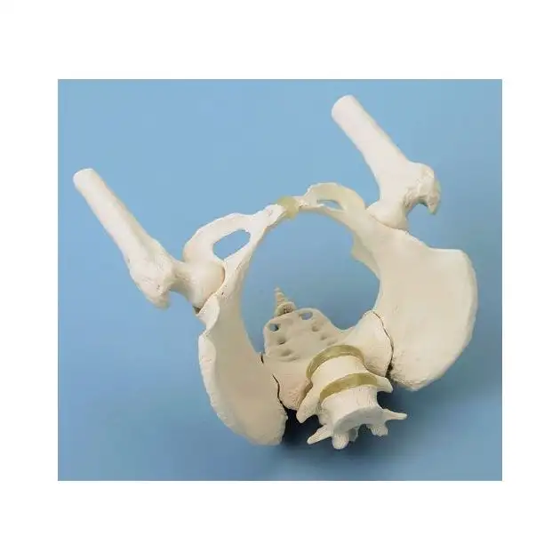 Bassin de femme avec sacrum, 2 vertèbres lombaires et cuisse