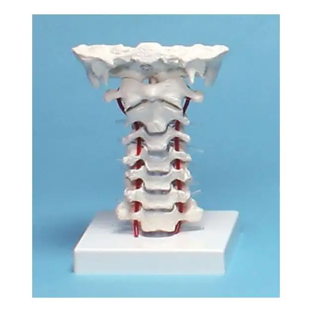 Vertèbres cervicales (avec support)
