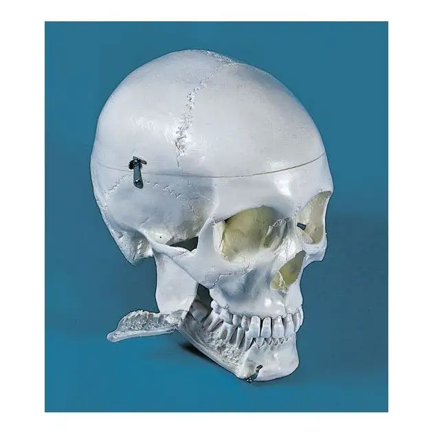 Crâne dentaire, 4 parties