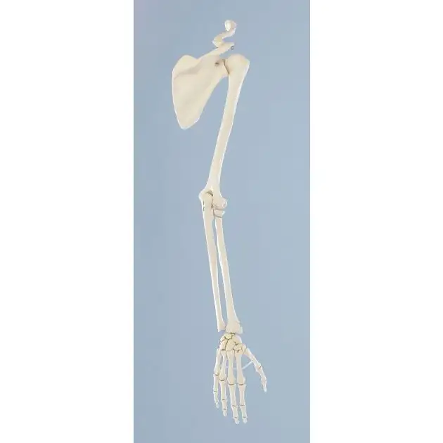 Squelette du bras avec ceinture scapulaire