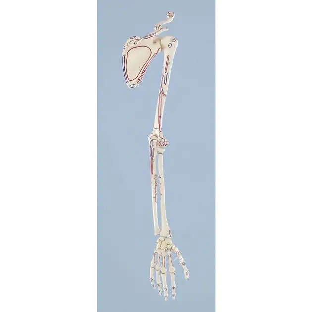 Squelette d'un bras avec ceinture scapulaire et insertions musculaires