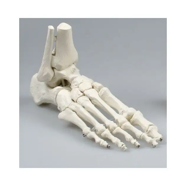 Squelette du pied avec début de tibia et du péroné