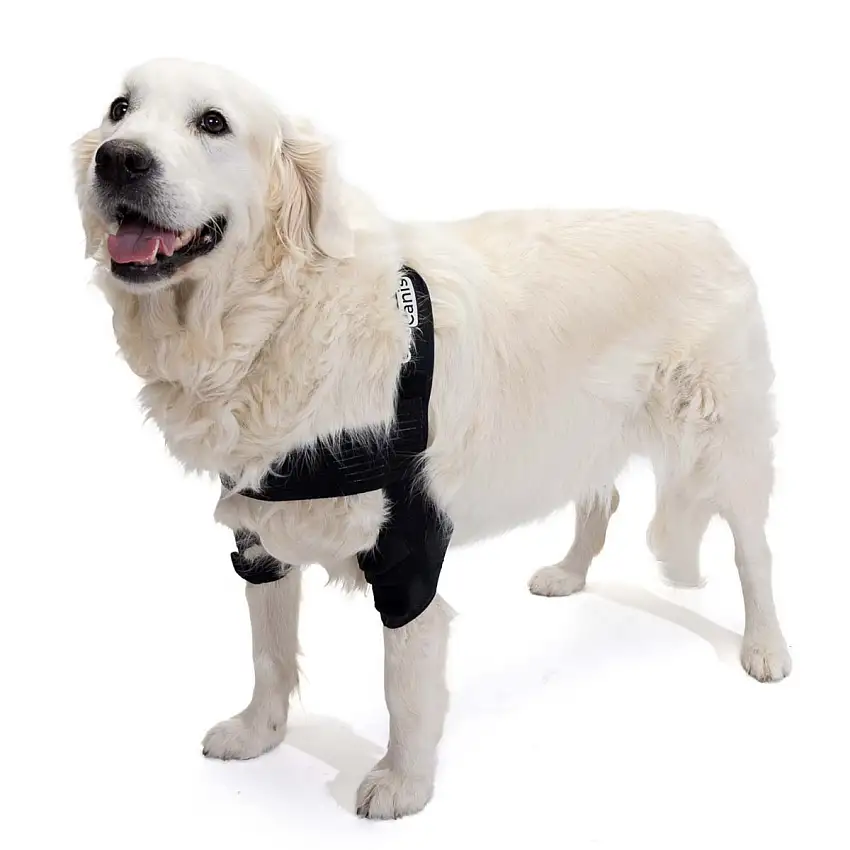 Orthèse de Coude pour Chiens avec arthrose Rééducation Canine - XS
