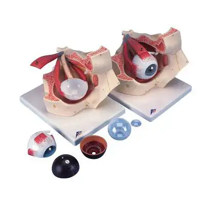 3B Scientific Modèle anatomique d'oeil dans l'orbite