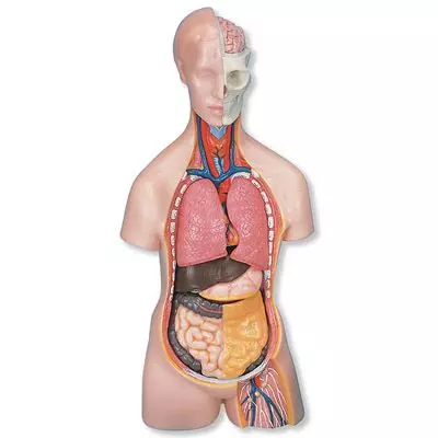 Torse MEDart™ MAB09