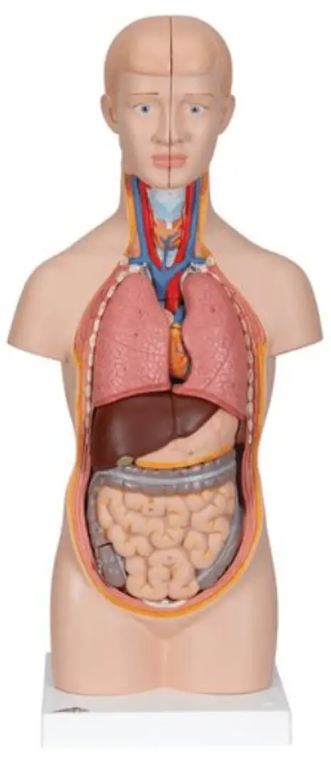 3B Scientific Modèle anatomique miniature de torse