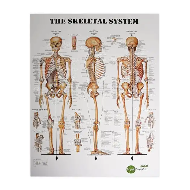 PhysioSupplies Le système squelettique humain affiche 50x70 cm
