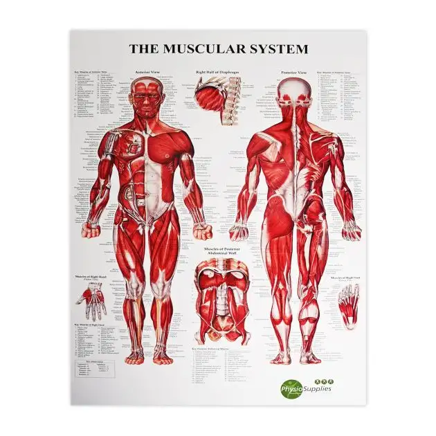 PhysioSupplies Le système musculaire affiche 50x70 cm