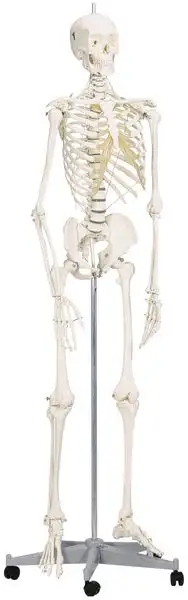 Squelette anatomique articulé de taille réelle