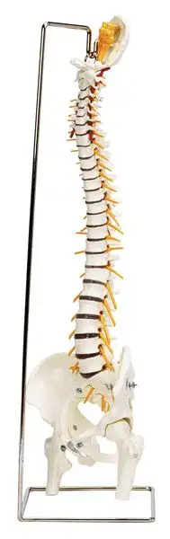 Modèle anatomique colonne vertébrale et bassin