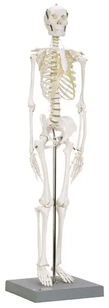 Squelette anatomique articulé à taille réduite