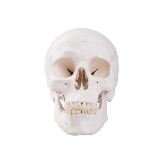 Modèle de crâne humain classique en 3 parties