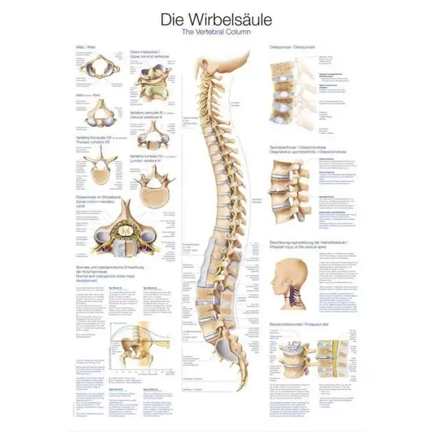 Erler-Zimmer Poster _x0084_La colonne vertébrale_x0093_