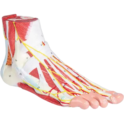 Anatomie du pied en 9 parties Erler Zimmer