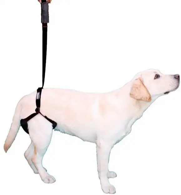 Harnais pour Chien avec Support pour Pattes Arrière | Taille Unique