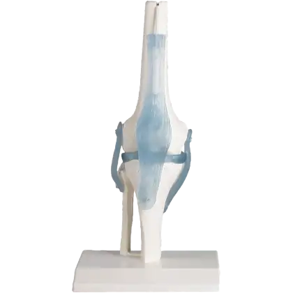 Articulation de genou avec ligaments avec support Erler Zimmer