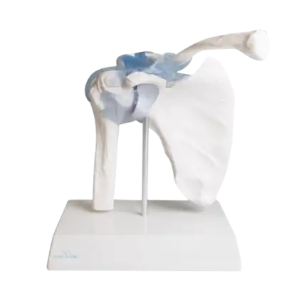 Articulation de l'épaule avec ligaments Erler Zimmer