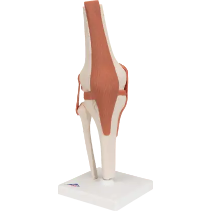 Articulation fonctionnelle du genou