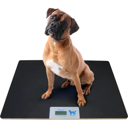 Balance digitale vétérinaire Gima - Grande taille