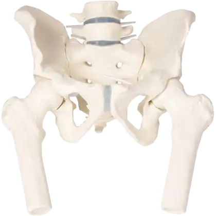 Bassin masculin avec sacrum Erler Zimmer