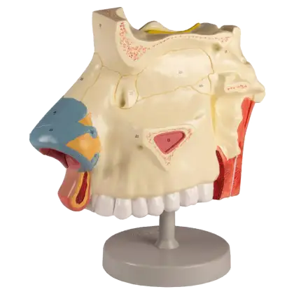 Cavité nasale sur socle Erler Zimmer