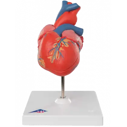 Coeur classique - 2 parties