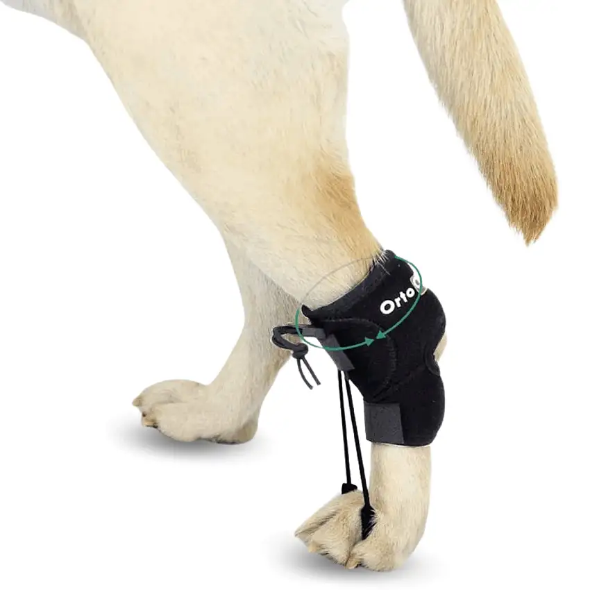 Correcteur Proprioceptif pour Chiens avec Knuckling | 5 Tailles - XXS