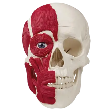 Crâne avec musculature Erler Zimmer