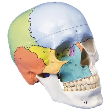 Crâne didactique coloré en 3 parties Erler Zimmer