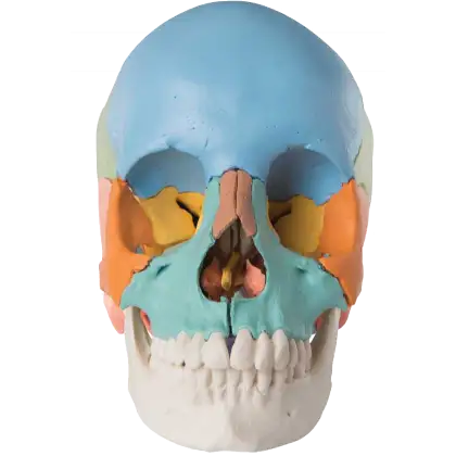 Crane humain articulé couleurs - 22 parties