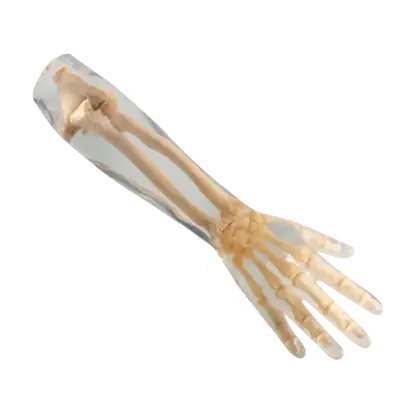 Fantôme radiographique avant-bras Erler Zimmer