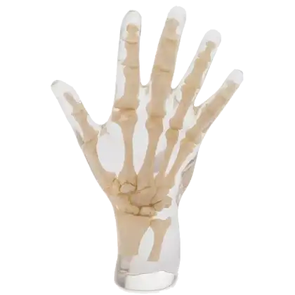 Fantôme radiographique de la main Erler Zimmer