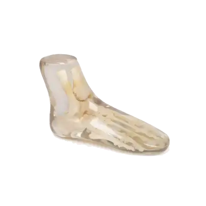 Fantôme radiographique du pied Erler Zimmer