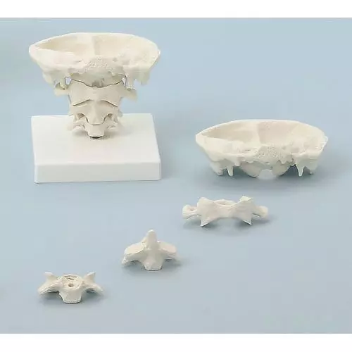 Articulations de tête avec socle amovible Erler Zimmer