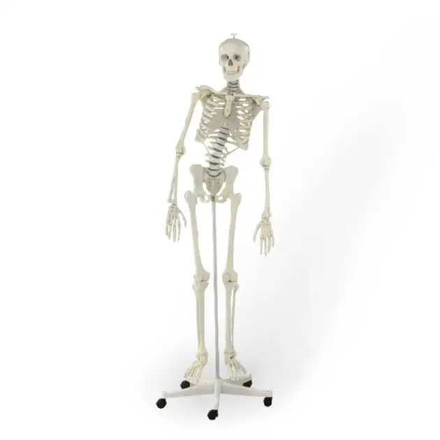 Hugo Squelette Flexible