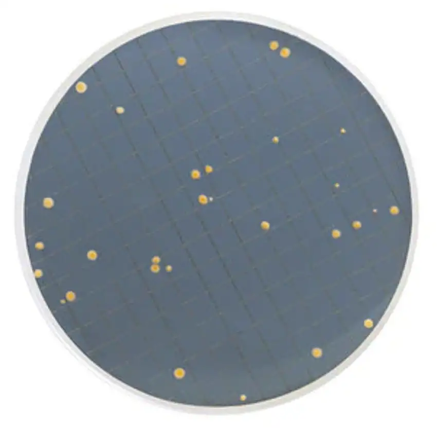 BOUILLON PRY - MAH00PRY2 - 50 AMPOULES X 2ML