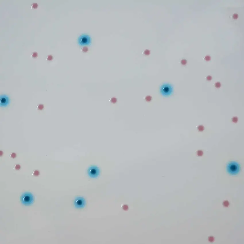 CHROMAGAR ENTEROBACTERIE QSL 5L