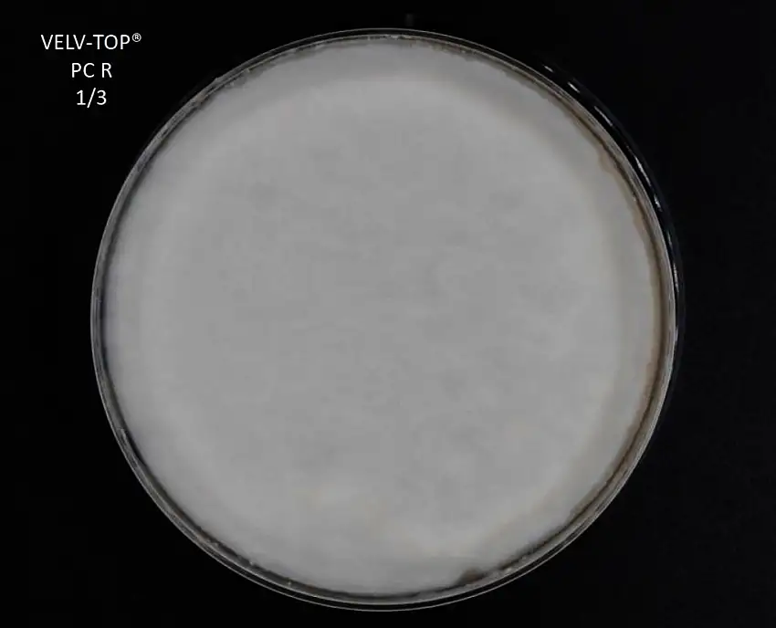 VELV-TOP PC R 2D PACK X25 SACHETS