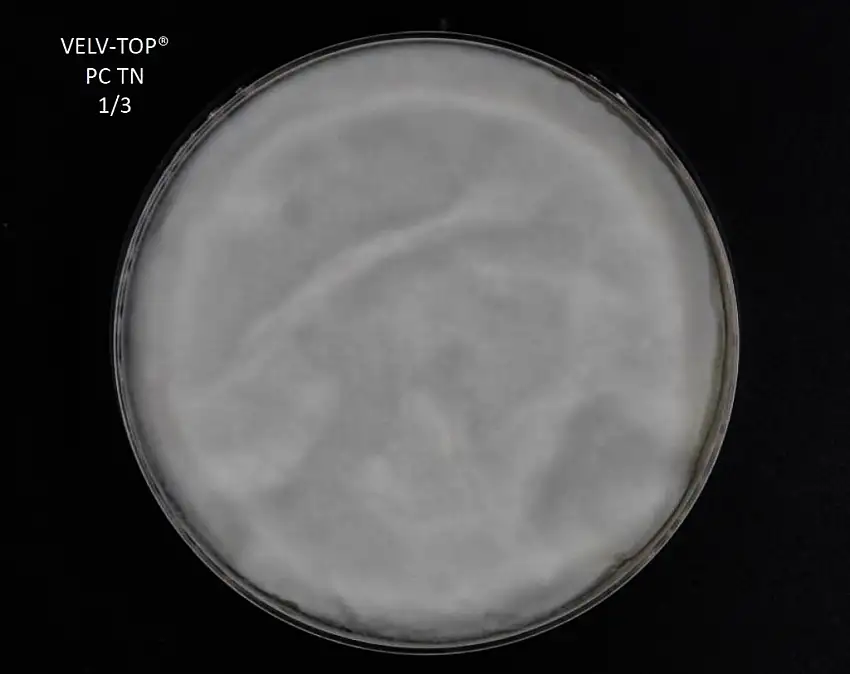 VELV-TOP PC TN 2D PACK X25 SACHETS